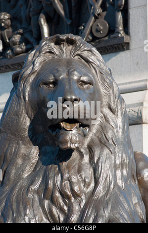 Trafalgar Square-Löwen aus nächster Nähe. London. VEREINIGTES KÖNIGREICH. Stockfoto
