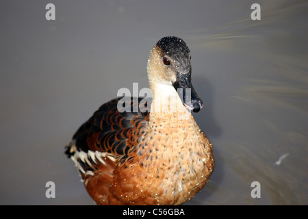 Fulvous Pfeifen Ente an Slimbridge Feuchtgebiete und Wildlife center Stockfoto