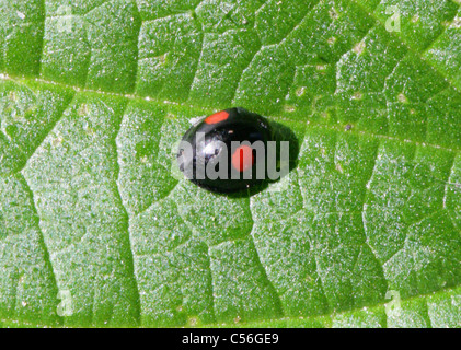 Zwei-spotted Marienkäfer oder Lady Beetle, Adalia Bipunctata Syn Macrosiphum Rosae, Coccinellidae. Stockfoto