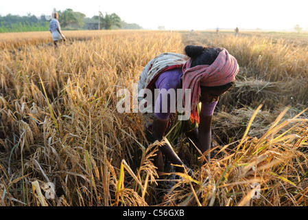 Ernte in Indien Stockfoto