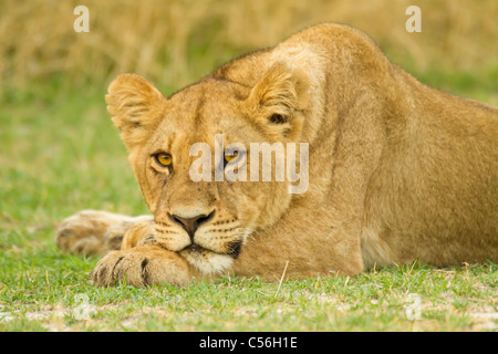 Löwin im Okavangodelta auf Häuptlings Insel in Botswana Stockfoto