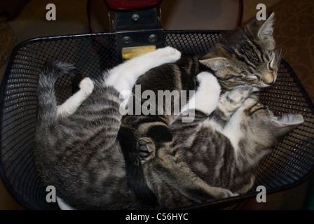 Zwei Kätzchen schlafen zusammen in einem Korb... © Craig M. Eisenberg Stockfoto