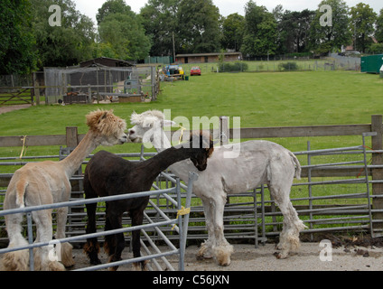 Neu geschoren Alpakas Stockfoto