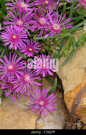 Nachgestellte oder Hardy Ice Pflanze: Delosperma Cooperi Stockfoto