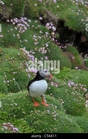 Papageitaucher: Fratercula Arctica. Sumburgh Head, Shetland, Scotland, UK Stockfoto