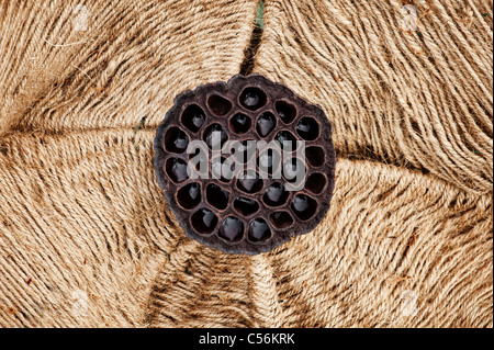 Lotus-Skulptur aus einem alten Lotus Pflanzensamen und hessischen Zeichenfolge aus Stockfoto