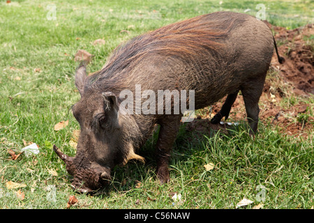 Ein Warzenschwein Wurzeln für Lebensmittel auf dem Land in Viktoriafälle, Simbabwe. Stockfoto