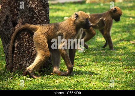 Paviane läuft über eine Rasenfläche in Viktoriafälle, Simbabwe. Stockfoto