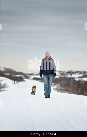 Die Niederlande, Zandvoort, Winter, Schnee, roter Fuchs, Frau Wandern in den Dünen in der Nähe von Strand. hungrige Fuchs sucht nach Essen Stockfoto