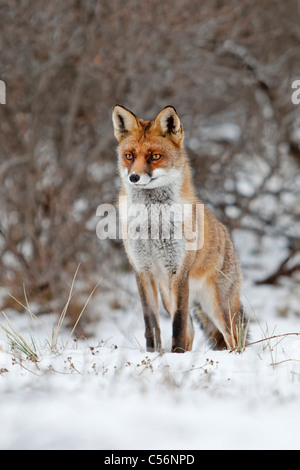 Die Niederlande, Zandvoort. Roter Fuchs im Schnee. Stockfoto