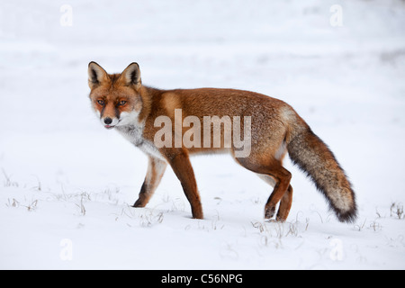 Die Niederlande, Zandvoort. Roter Fuchs im Schnee. Stockfoto