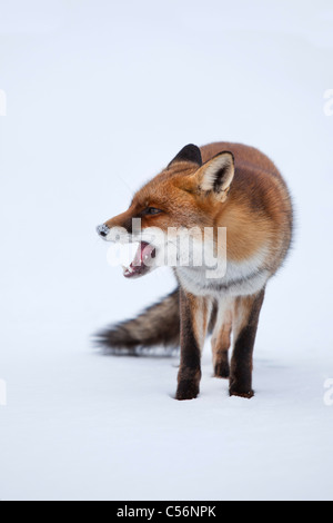 Die Niederlande, Zandvoort. Roter Fuchs im Schnee Stockfoto