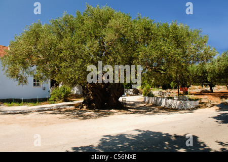 1800 Jahre alter Olivenbaum, sagte die älteste auf der Insel Zakynthos Stockfoto