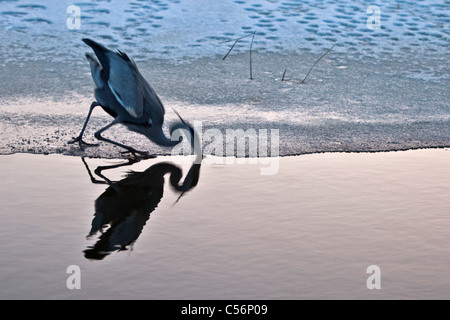 Die Niederlande, Marken, Graureiher Fische fangen. Winter, Eis. Stockfoto