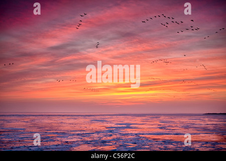 Niederlande, Oosterdijk, Winter, Schnee, Blick auf gefrorenen See IJsselmeer genannt. Sunrise. Gänse auf Nahrungssuche. Stockfoto