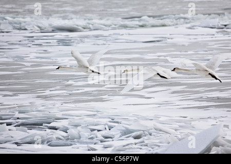 Die Niederlande, Oosterleek, Höckerschwäne fliegen über gefrorenen See namens Markermeer. Stockfoto