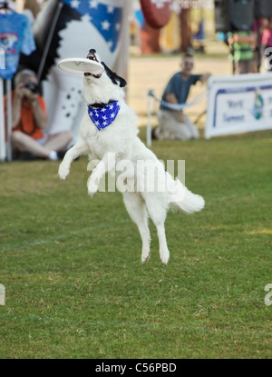 Border-Collie springen und fangen Frisbee auf der Flucht Stockfoto