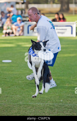 2010 AWI Welt Disc Dog Champion Border Collie "Harley Davidson" Fang einen Frisbee Stockfoto