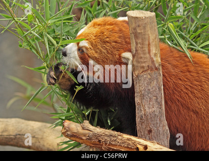 Roter Panda Stockfoto