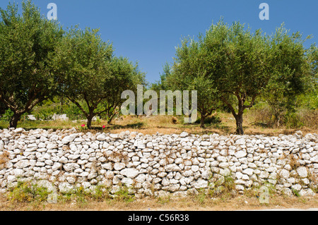 Olivenbäume in einem Olivenhain neben eine schmale Straße in einem kleinen griechischen Dorf Stockfoto