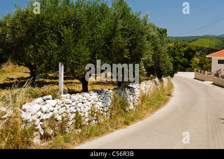 Olivenbäume in einem Olivenhain neben eine schmale Straße in einem kleinen griechischen Dorf Stockfoto