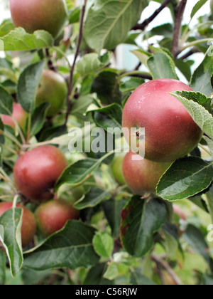 Äpfel auf dem Baum Stockfoto