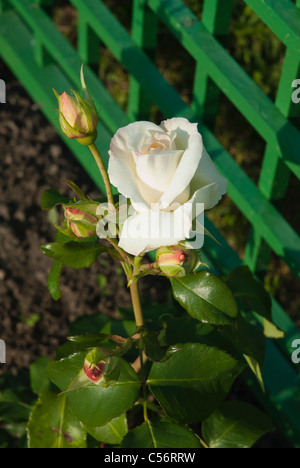 Weiße rose Stockfoto