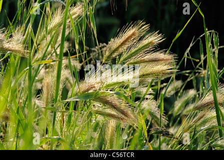 Roggenfeld - Roggenfeld 08 Stockfoto