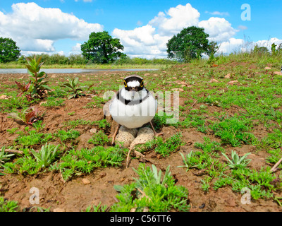 Kleinen beringt Regenpfeifer Charadrius Dubius, einzelne Vogel im Nest, Midlands, Juni 1987 Stockfoto