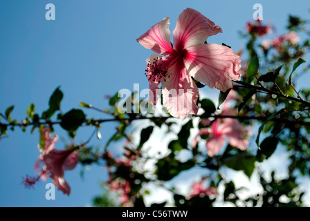 Chinesischen Hibiskus (Rosa Sinensis) Stockfoto