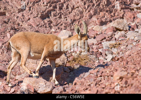 Doe nubische Steinböcke (Capra Ibex Nubiana); "Masiv Eilat" Naturschutzgebiet, Israel Stockfoto