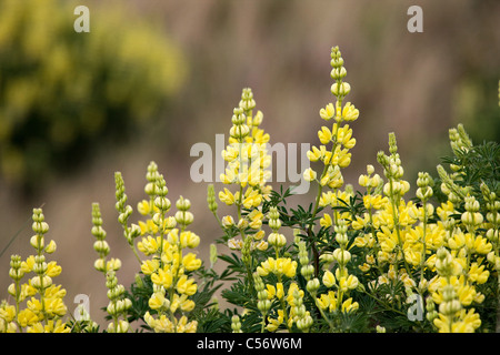 Baum-Lupine Lupinus Arboreus Zitronengelb Blumen wachsen in Sanddünen in Dawlish Warren Devon Stockfoto