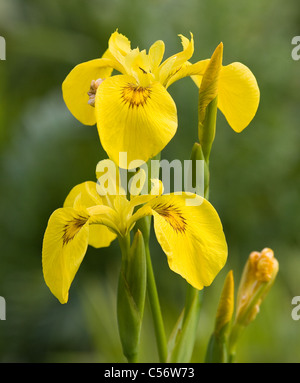 54+ Wilde Iris Pflanze, Insgesamt gibt es weltweit rund 250 wild