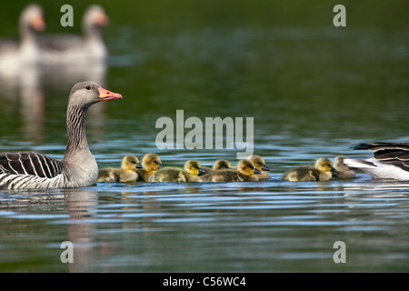 Die Niederlande, Medemblik, Graugans, Anser Anser und jung. Stockfoto