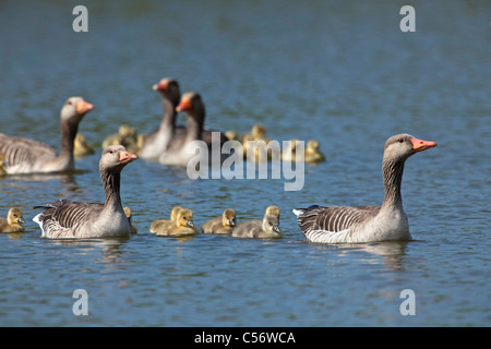 Die Niederlande, Medemblik, Graugans, Anser Anser und jung. Stockfoto