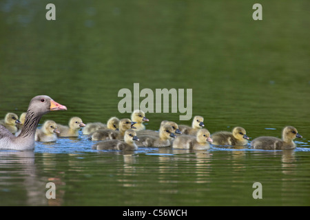 Die Niederlande, Medemblik, Graugans, Anser Anser und jung. Stockfoto