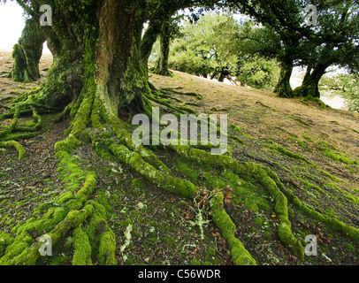 Eiche (Quercus Tomentella) endemisch auf den Kanalinseln, Santa Rosa Island Insel Stockfoto