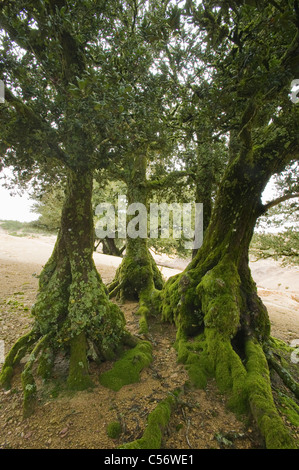 Eiche (Quercus Tomentella) endemisch auf den Kanalinseln, Santa Rosa Island Insel Stockfoto