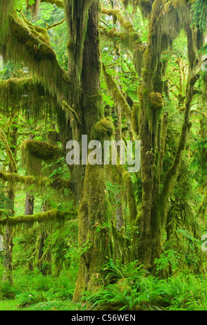 Moosbedeckten unten Ahorne, gemäßigten Regenwald, Hoh River Valley, Olympic Nationalpark, Washington Stockfoto