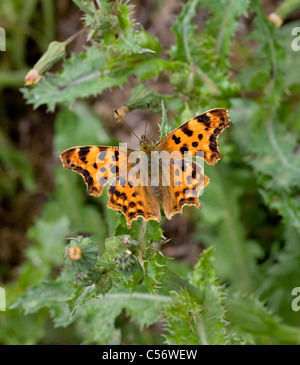 Komma Butterfly Polygonia c-Album auf Sow Thistle verlässt Somerset Stockfoto