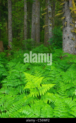 Adlerfarnfarne und Sitka-Fichten, gemäßigten Regenwald, Hoh River Valley, Olympic Nationalpark, Washington Stockfoto