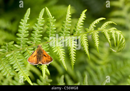 Männliche große Skipper Ochlodes Sylvanus ruht auf einem Wedel von bracken Stockfoto