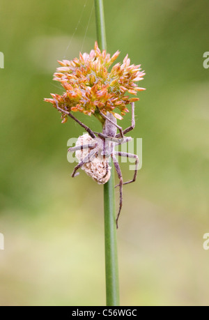 Baumschule Web Spider Pisaura Mirabilis auf Segge stammen tragen Ei sac Stockfoto