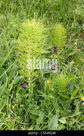 Frühling schießt der riesigen Schachtelhalm Equisetum Telmateia wächst in Arten reichen feuchten Wiese in einem Waldgebiet clearing Somerset Stockfoto