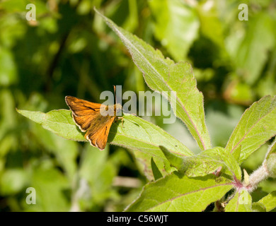 Männliche große Skipper Butterfly Ochlodes Sylvanus auf einem Blatt der große Willow Herb Stockfoto