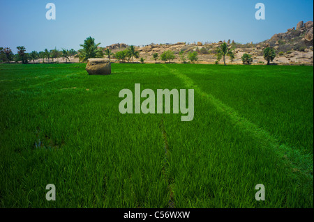 Reisfelder in Virupapur Gaddi in der Nähe von Hampi, Bundesstaat Karnataka, Indien. Stockfoto