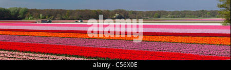 Die Niederlande, Vogelenzang, Blume und Tulpe Felder. Stockfoto