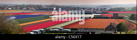 Die Niederlande, Egmond, Blume und Tulpe Felder. Stockfoto