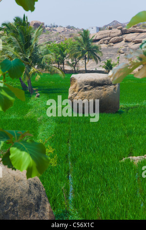 Reisfelder in Virupapur Gaddi in der Nähe von Hampi, Bundesstaat Karnataka, Indien. Stockfoto