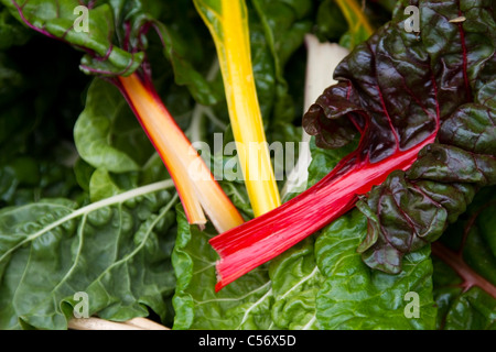 Regenbogen-Mangold zum Verkauf am Bauernmarkt Winchester, Hampshire Stockfoto